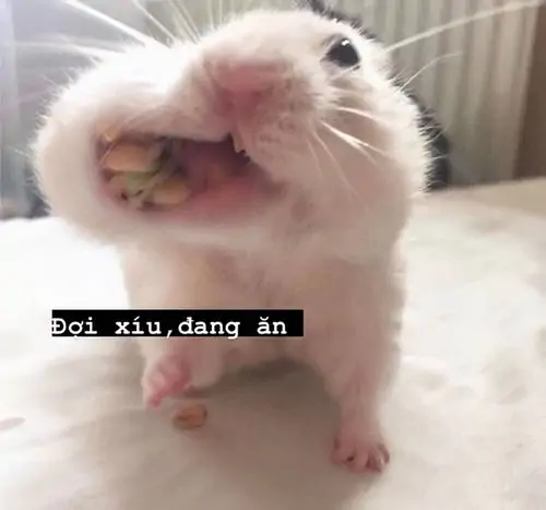34 Ảnh hài chú thỏ trắng đang ăn với caption ngắn, tạo cảm giác hình vui đời thường khi bị bắt gặp đúng lúc ăn vụng