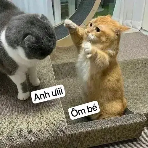 2 Chú mèo vàng đứng bằng hai chân sau dang rộng tay đòi ôm chú mèo xám trên bậc cầu thang tạo nên một tình huống vô cùng đáng yêu.