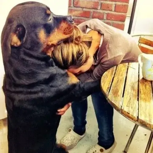 7 Chú chó Rottweiler to lớn gục đầu truyền hơi ấm lên vai cô chủ đang khóc bên bàn ăn mang lại cảm giác chở che vô cùng ấm áp.