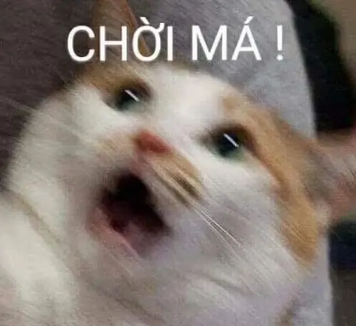 1 Chú mèo trắng cam há miệng méo xệch trước dòng chữ Chơi má, góc chụp sát làm biểu cảm bất ngờ càng khó đỡ hơn