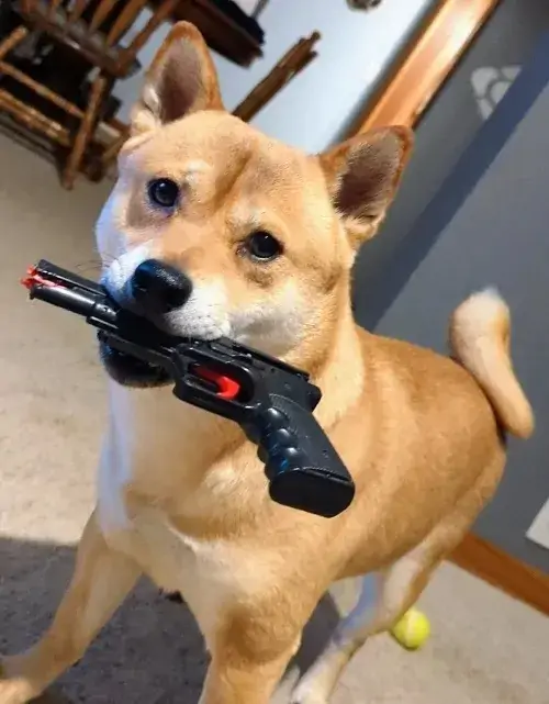 66 65