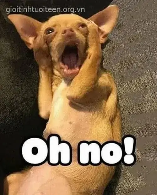 11 Ảnh Meme Chó Ôm Đầu Khi Bạn Nghe Một Chuyện Vô Lý Đến Mức Im Lặng