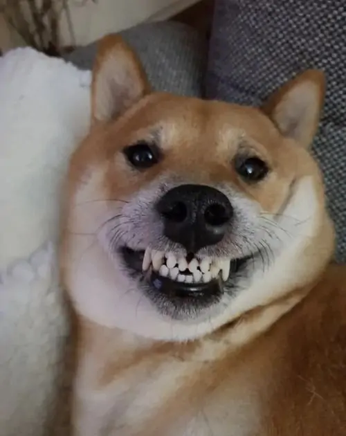 11 Chú chó Shiba nằm cạnh ghế vải xám, đôi mắt lim dim và hàm răng khấp khểnh tạo vẻ cười thầm khá cà khịa