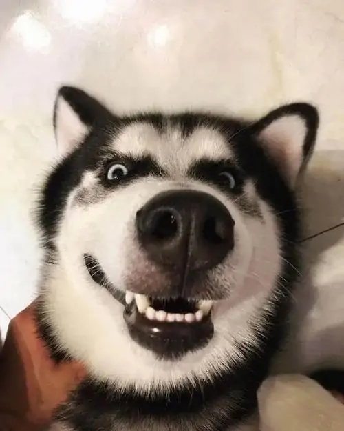 2 Chú chó husky ngồi trong nhà với bộ lông đen trắng, miệng nhếch cười lộ răng như đang nghe chuyện khó tin