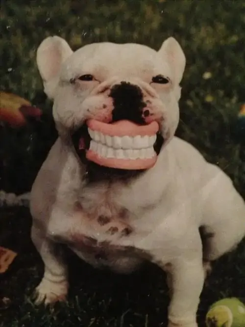 6 Chó bulldog trắng ngồi giữa nền tối, miệng bị ghép hàm răng đều tăm tắp nên vẻ mặt nghiêm túc thành buồn cười