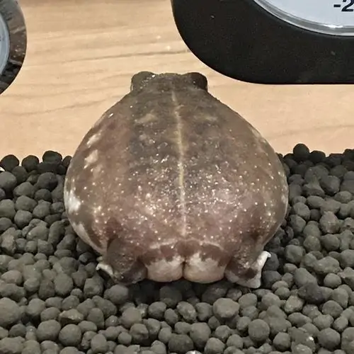 62 61