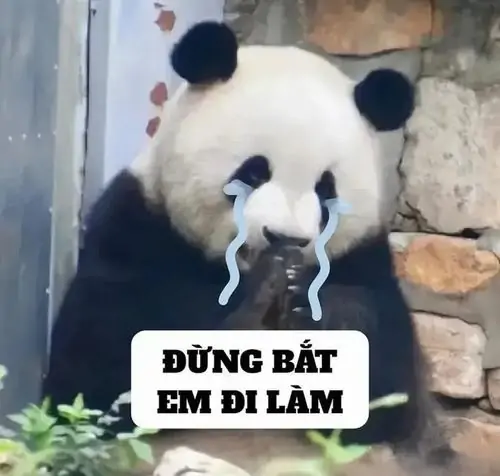 33 Ảnh Meme Gấu Trúc Khóc Dành Cho Hội Hay Tủi Thân Online