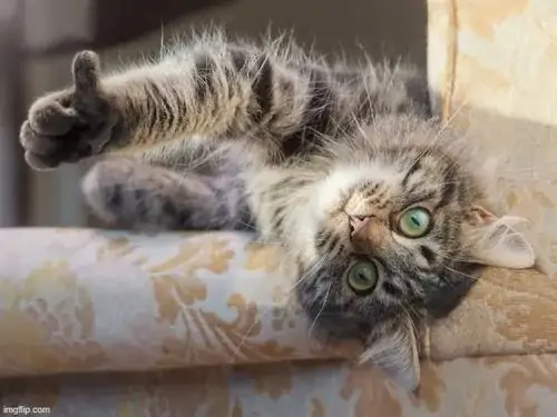 10 Con mèo nằm ngửa trên ghế với mắt mở to, một chân giơ lên làm meme giơ tay ra hiệu oke kiểu bất lực