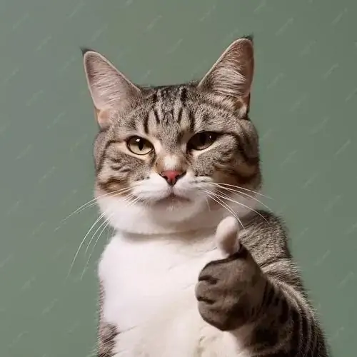 15 Mèo mướp ngồi trước nền xanh, một chân giơ ngón cái rõ nét như meme giơ tay ra hiệu oke dành cho bình luận
