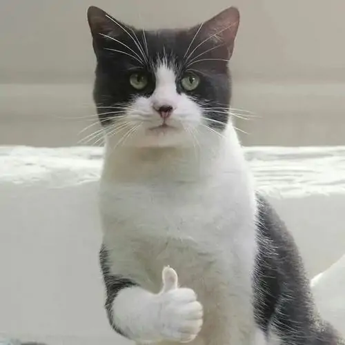 27 Mèo trắng đen ngồi trong bồn, một chân co lên giống meme giơ tay ra hiệu oke nhưng biểu cảm lại quá nghiêm túc