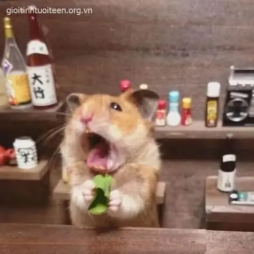 28 Hình chế vui thẫn thờ chú hamster ngồi trước quầy đồ uống, miệng há to và tay cầm rau trông như nghe tin dữ