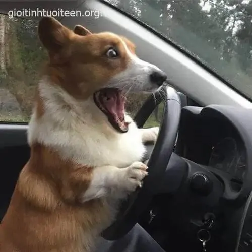 14 Chú chó corgi ngồi trước vô lăng trong xe hơi, miệng mở to như vừa chứng kiến pha lái xe hết hồn