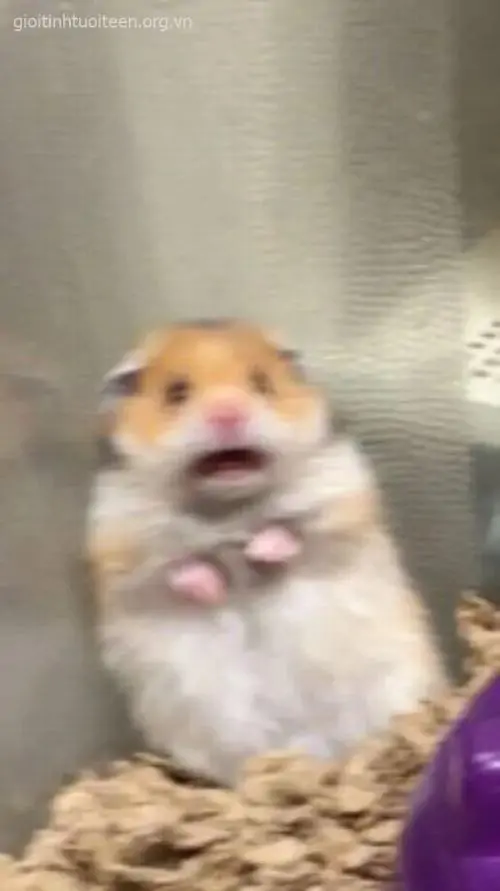 24 Meme hài ngơ ngác chú hamster nhỏ đứng trước nền xám, miệng mở và hai má phồng như vừa bị gọi trả bài