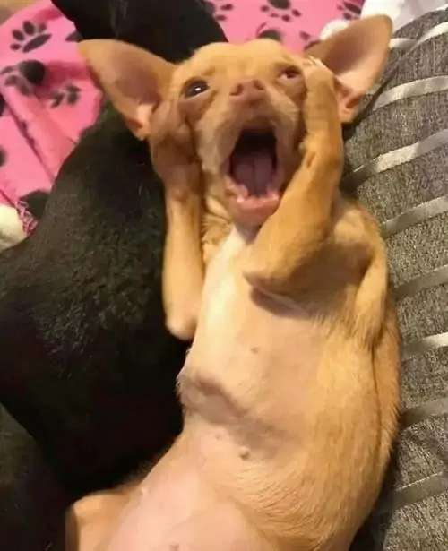 8 Meme chế sửng sốt chú chó nhỏ được bế trên tay, đôi tai dựng lên và miệng mở rộng như đang la oai oái