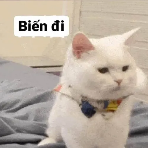 1 Mèo trắng đeo vòng cổ xanh nhìn ngang lạnh tanh cạnh dòng chữ Biến đi, như đang phán xét người vừa làm phiền mình