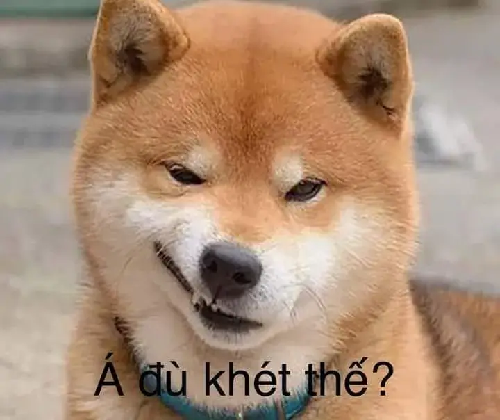 11 Chó Shiba ngồi trong nhà nheo mắt cạnh dòng chữ Á đù khiết thế, vẻ nghi ngờ làm câu đùa thêm khô khốc