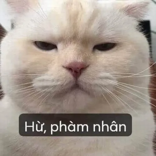 21 Mèo trắng nằm sát khung hình nheo mắt cạnh dòng chữ Hứ phạm nhân, ảnh meme khinh bỉ này hợp lúc muốn đáp thật lạnh