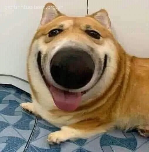 24 Meme chế có chú chó Shiba mặt tròn nhìn sát ống kính, cái mũi phóng đại làm biểu cảm trông như đang trêu ngươi