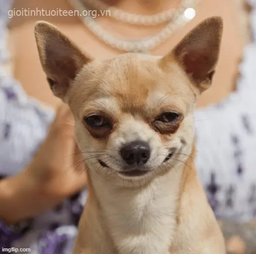30 Trong ảnh meme khinh bỉ, chú chó nhỏ tai vểnh nhắm mắt khi được chạm đầu, vẻ mặt chịu đựng nhìn rất quen