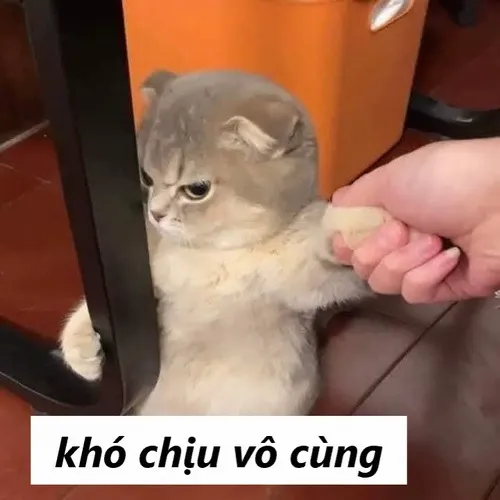 6 Chú mèo con màu xám bị bàn tay người giữ lại đang quay đầu lườm với ánh mắt sắc lẹm mang lại cảm giác vô cùng ngán ngẩm.