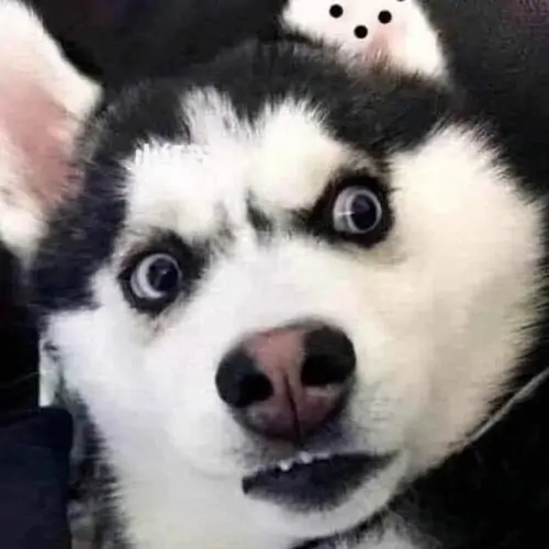 1 Chú chó husky ngáo với bộ lông đen trắng đang trợn tròn đôi mắt nhìn xéo sang bên cạnh tạo nên biểu cảm vô cùng thảng thốt và hài hước.