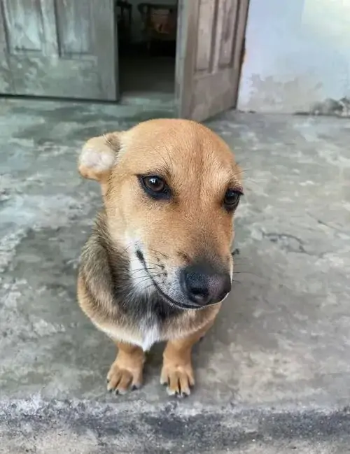 3 Ảnh biểu cảm lườm nguýt hài hước của chú chó nhỏ lông ngắn màu vàng khi quay đầu nhìn xéo đem lại cảm giác bất lực trước hoàn cảnh trớ trêu.