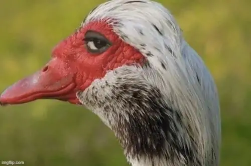 44 43