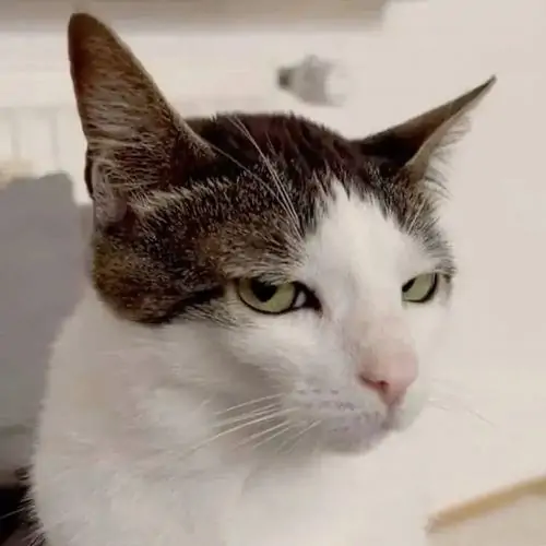 50 49