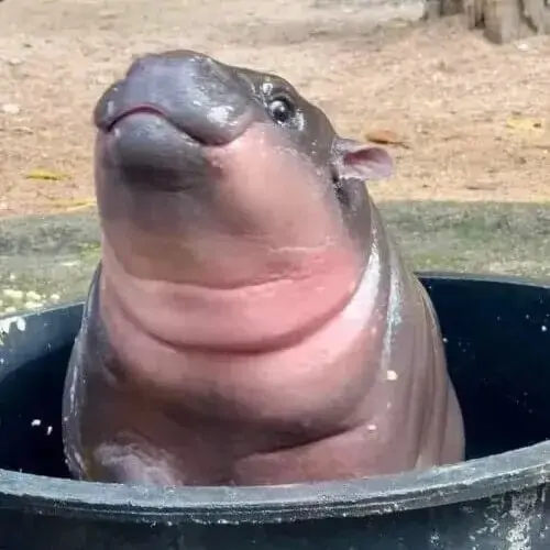 54 53