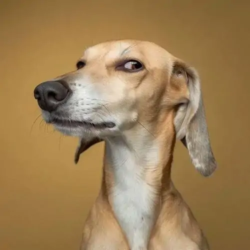 5 Chú chó săn lông mịn màu nâu vàng nhướng mắt nhìn xéo cực gắt tạo nên một meme liếc kinh điển dùng để phán xét bạn bè trong nhóm.