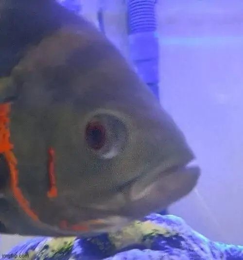 60 59