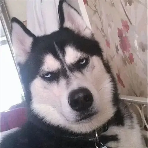 6 Gương mặt chú chó husky lông đen trắng mím chặt môi cùng ánh mắt lườm sắc lẹm thể hiện sự chán ngán tột cùng đối với mọi thứ xung quanh.