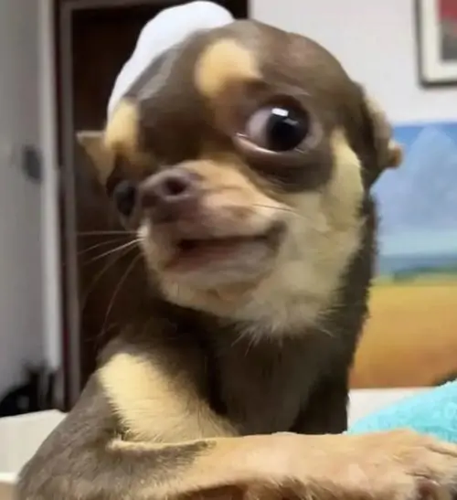 8 Meme chế chú chó chihuahua nhỏ bé lộ rõ lòng trắng khi ngoảnh đầu lườm nguýt với vẻ mặt vừa sợ hãi vừa tấu hài cực độ.