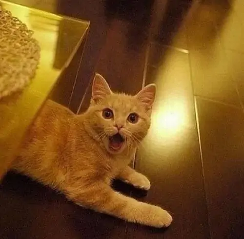 9 Chú mèo vàng nằm dưới ánh đèn ấm, mắt mở lớn và thân nép xuống sàn, không phụ kiện, nhìn khá dè chừng