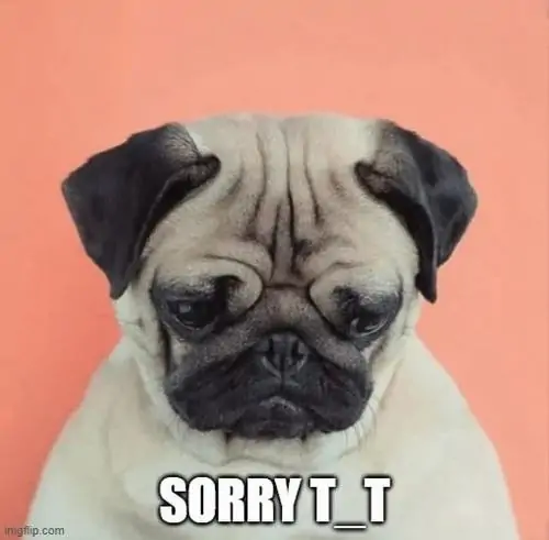 14 Chú chó pug nằm trên nền hồng, mặt nhăn tội nghiệp cùng dòng SORRY T_T làm lời tạ lỗi nhìn vừa buồn vừa đáng yêu