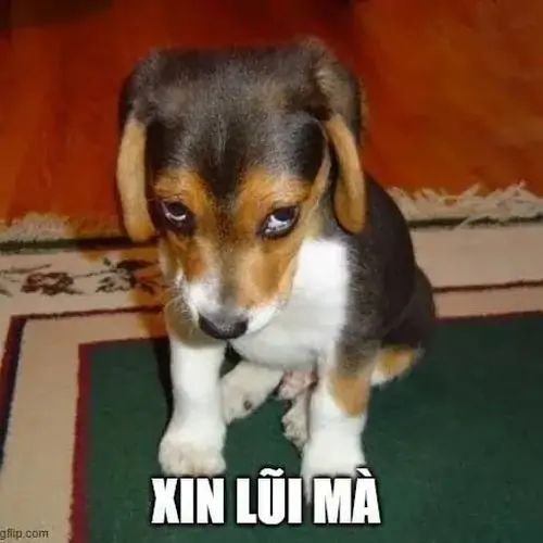 17 Chú chó nhỏ ngồi cạnh tường gỗ, tai cụp và mắt nhìn né tránh dưới chữ xin lũi mà đúng kiểu biết mình sai