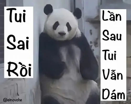18 Meme chuộc lỗi cho thấy gấu trúc ôm bảng tui sai rồi, dòng lần sau tui vẫn dám biến lời hứa thành pha troll