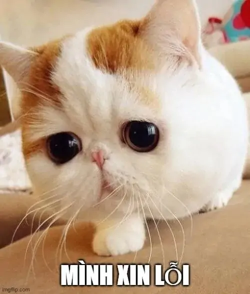 21 Ảnh bôi bác xin lỗi với chú mèo mắt to ngồi khép nép, dòng mình xin lỗi khiến biểu cảm tội nghiệp được phóng đại
