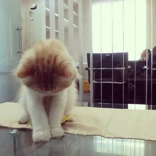 22 Chú mèo quay lưng bên khung cửa sáng, phần đuôi tròn thành điểm nhấn khiến cảnh nhận lỗi lặng lẽ mà vẫn quê