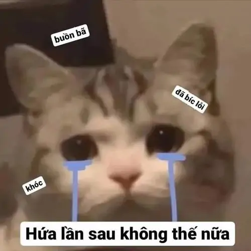 23 Mèo xám đội nón đen khóc thành hai hàng nước mắt, câu hứa lần sau không thế nữa nghe rất khẩn khoản