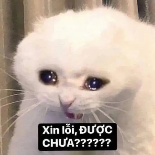 25 Hình chế nhận sai có mèo trắng mắt ướt nhìn thẳng, chữ được chưa kéo dài làm lời xin lỗi vừa thương vừa hơi bướng