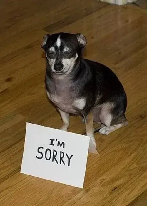 9 Ảnh hài hước nhận sai chú chó đen ngồi trên sàn gỗ, cổ treo tấm giấy I'm Sorry với ánh mắt tội nghiệp