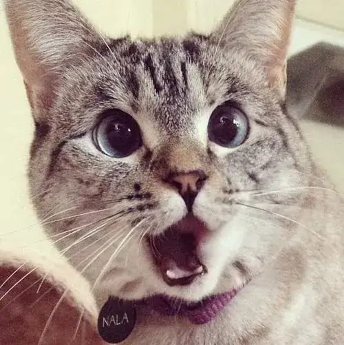 55 Ảnh Meme Mèo Há Mồm Dùng Khi Nghe Chuyện Khó Tin Từ Bạn Bè Người Thân