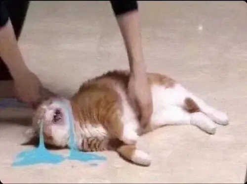 65 64