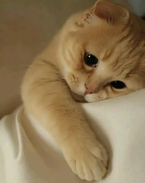 61 60