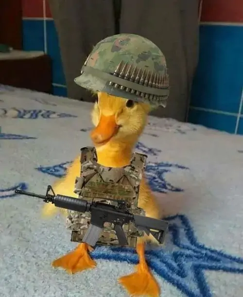 51 50