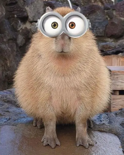 9 Đôi mắt tròn được chỉnh to làm Capybara ngồi trước nền tối trông ngơ ngác, như vừa nghe tin xong vẫn chưa kịp hiểu