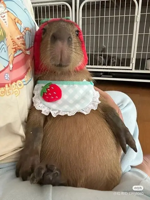 12 Ảnh meme capybara vui với bộ đồ dâu tây nhỏ xíu, chủ thể ngồi trong lồng nhìn im lặng như đang chịu đựng thời trang mới