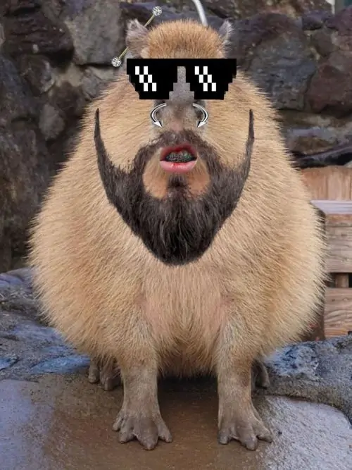 16 Ảnh troll dùng ảnh động vật hài hước khi ghép râu kính cho Capybara, khuôn mặt tròn bỗng giống ông chú đang phán chuyện đời