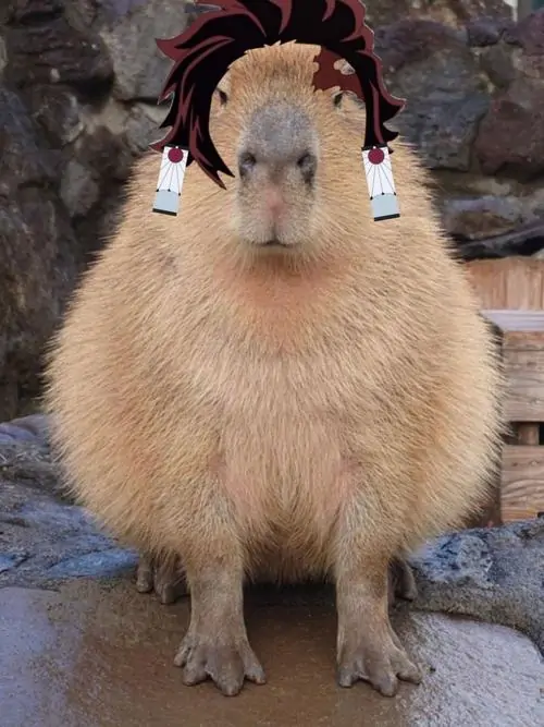 18 Hai lọn tóc giả khiến Capybara ngồi thẳng trước nền đá trông nghiêm trang lạ kỳ, ánh mắt thờ ơ làm cảnh hóa trang buồn cười